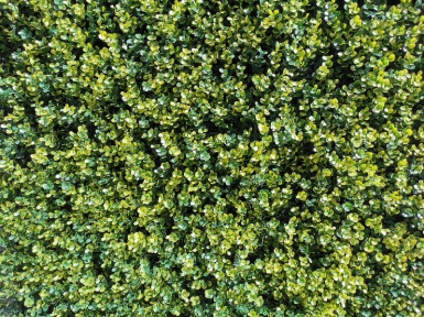 Feuillage artificiel buis vert - garanti 10 ans anti-feu et anti-uv - plaque de 1 m2. disponible abidjan cote d'ivoire.