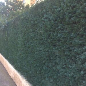 Feuillage artificiel cypres vert - garanti 10 ans anti-feu et anti-uv - plaque de 1 m2. disponible abidjan cote d'ivoire.